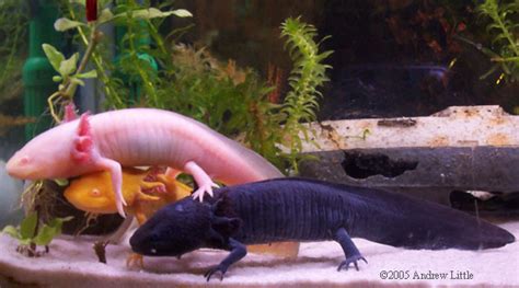 axolotl fish|Caudata Culture Species Entry .